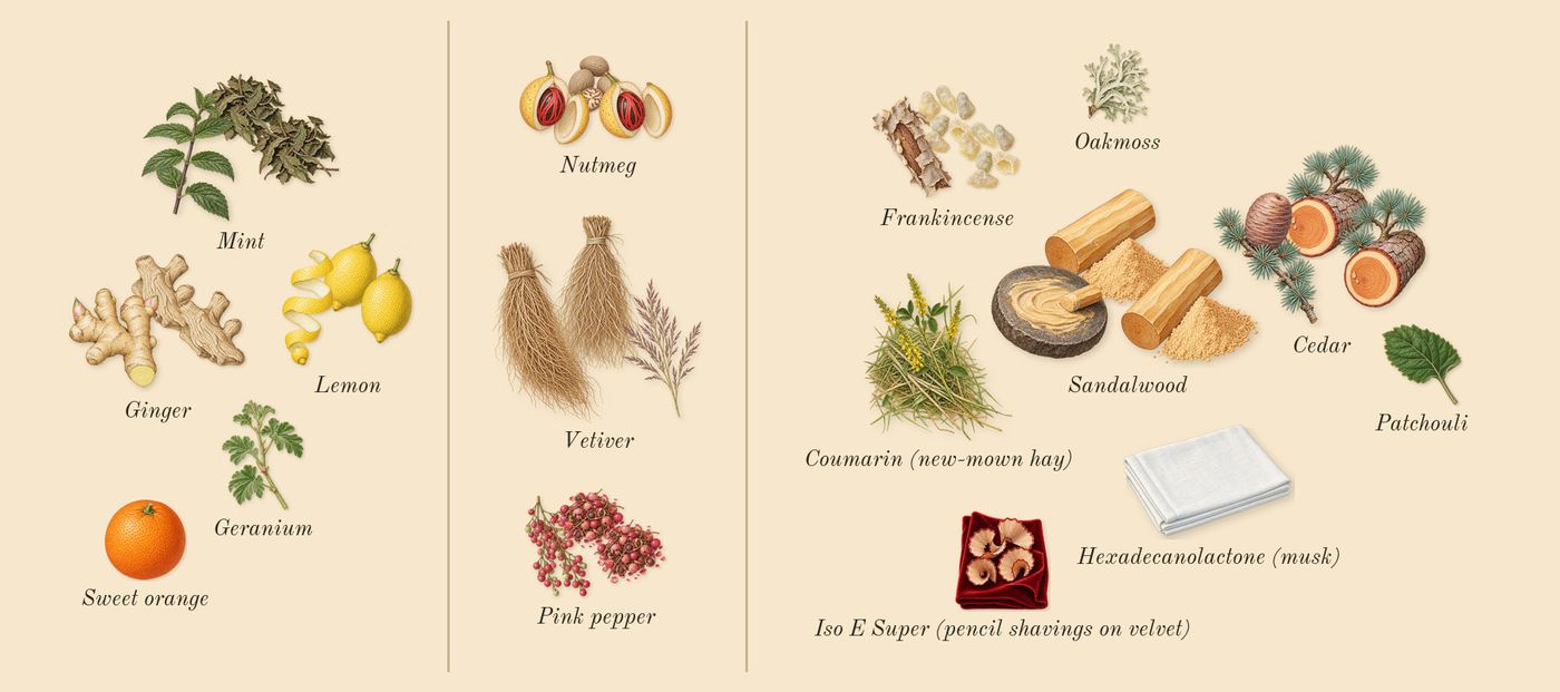 Citrus Ginger’s scent picture, a draft: mint, lemon, ginger, vetiver, pink pepper, nutmeg drawn so far; dashed outlines where nothing is drawn yet