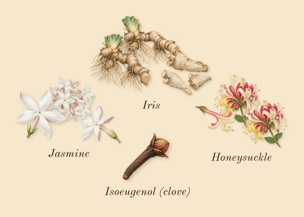 Floral Marshmallow, heart: Honeysuckle, Jasmine, Iris, Isoeugenol (clove)