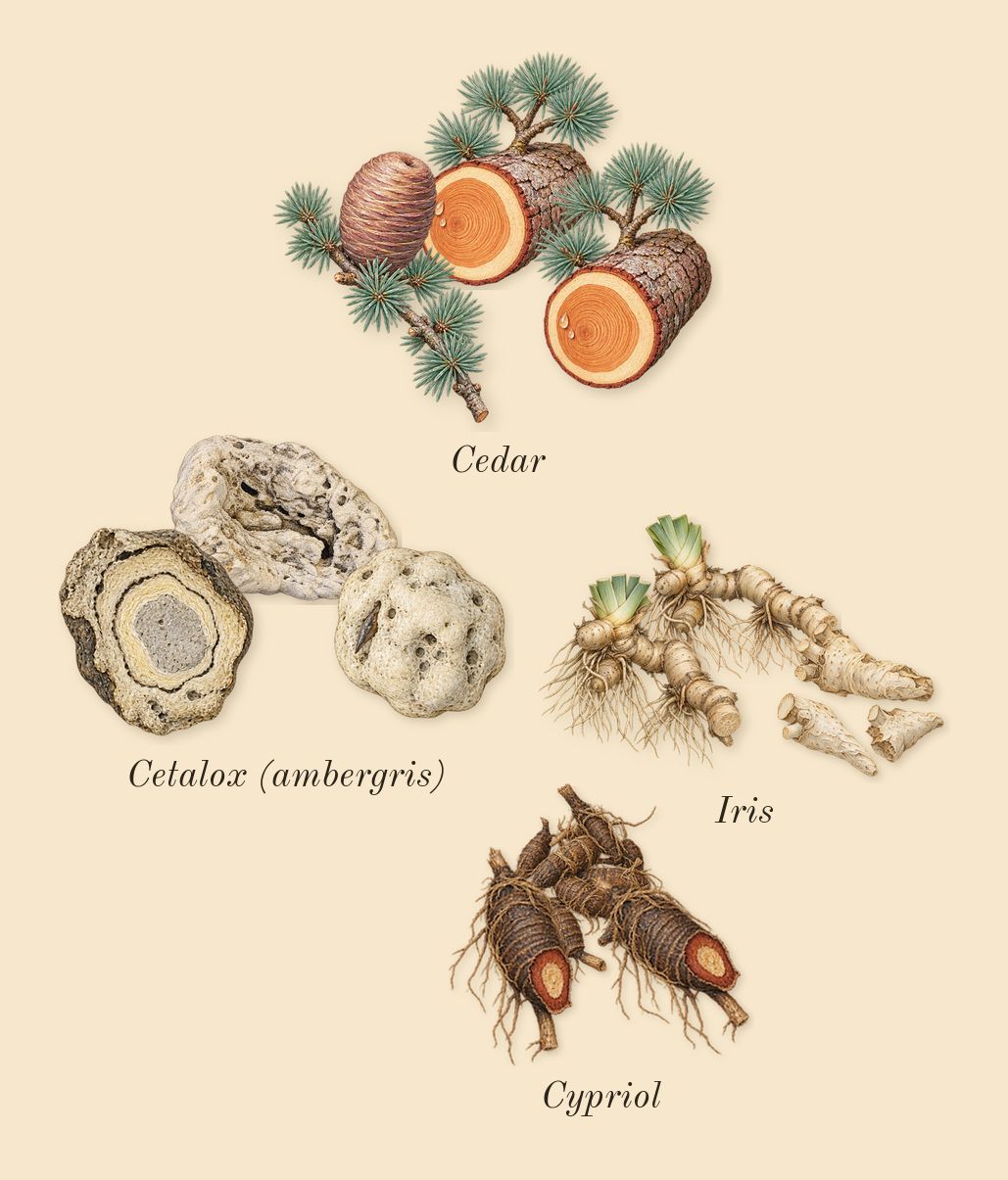 Woody Sandalwood, heart: Iris, Cetalox (ambergris), Cedar, Cypriol