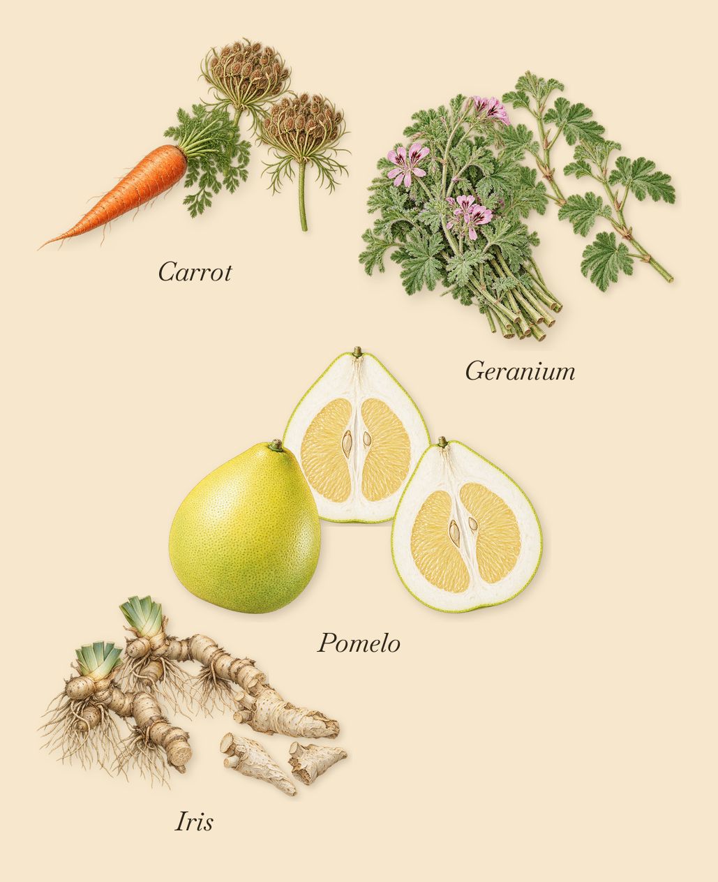 Bitter Splash, as it settles: Iris, Carrot, Geranium, Pomelo