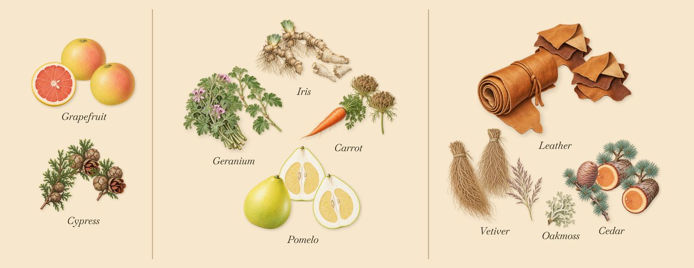 Bitter Splash’s scent picture, a draft: grapefruit, cypress, iris, carrot, geranium, leather drawn so far; dashed outlines where nothing is drawn yet