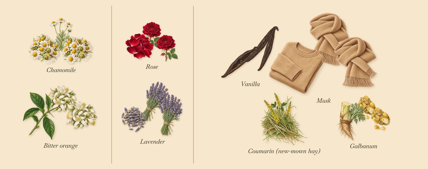 Camomille Satin’s scent picture, a draft: chamomile, bitter orange, lavender, rose, vanilla, musk drawn so far; dashed outlines where nothing is drawn yet