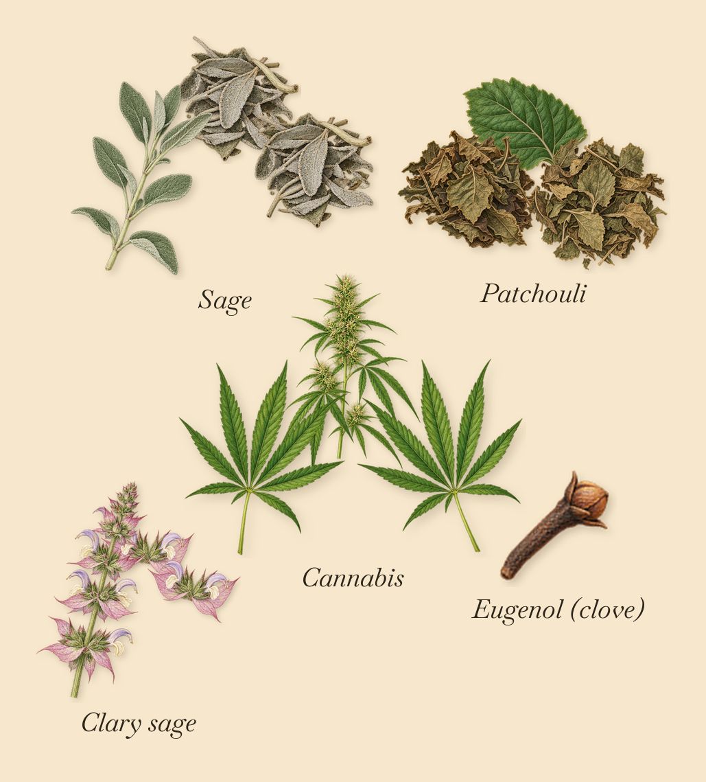 Cannabis Patchouli, as it settles: Sage, Patchouli, Cannabis, Clary sage, Eugenol (clove)