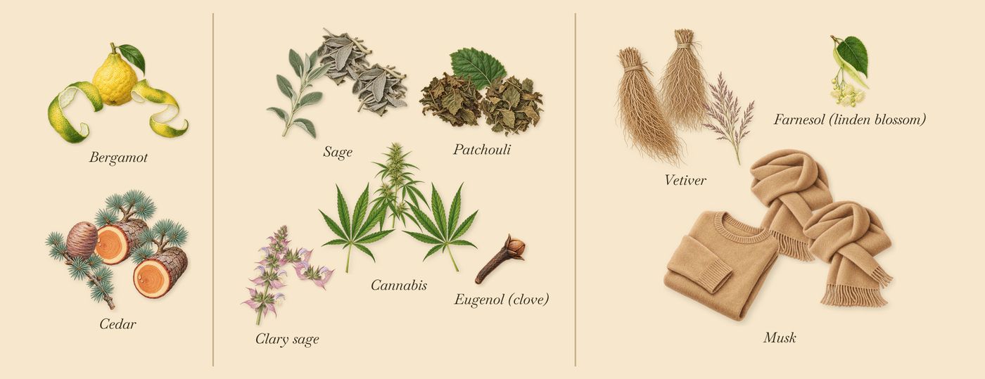 Cannabis Patchouli’s scent picture, a draft: bergamot, cedar, sage, patchouli, vetiver, musk drawn so far; dashed outlines where nothing is drawn yet