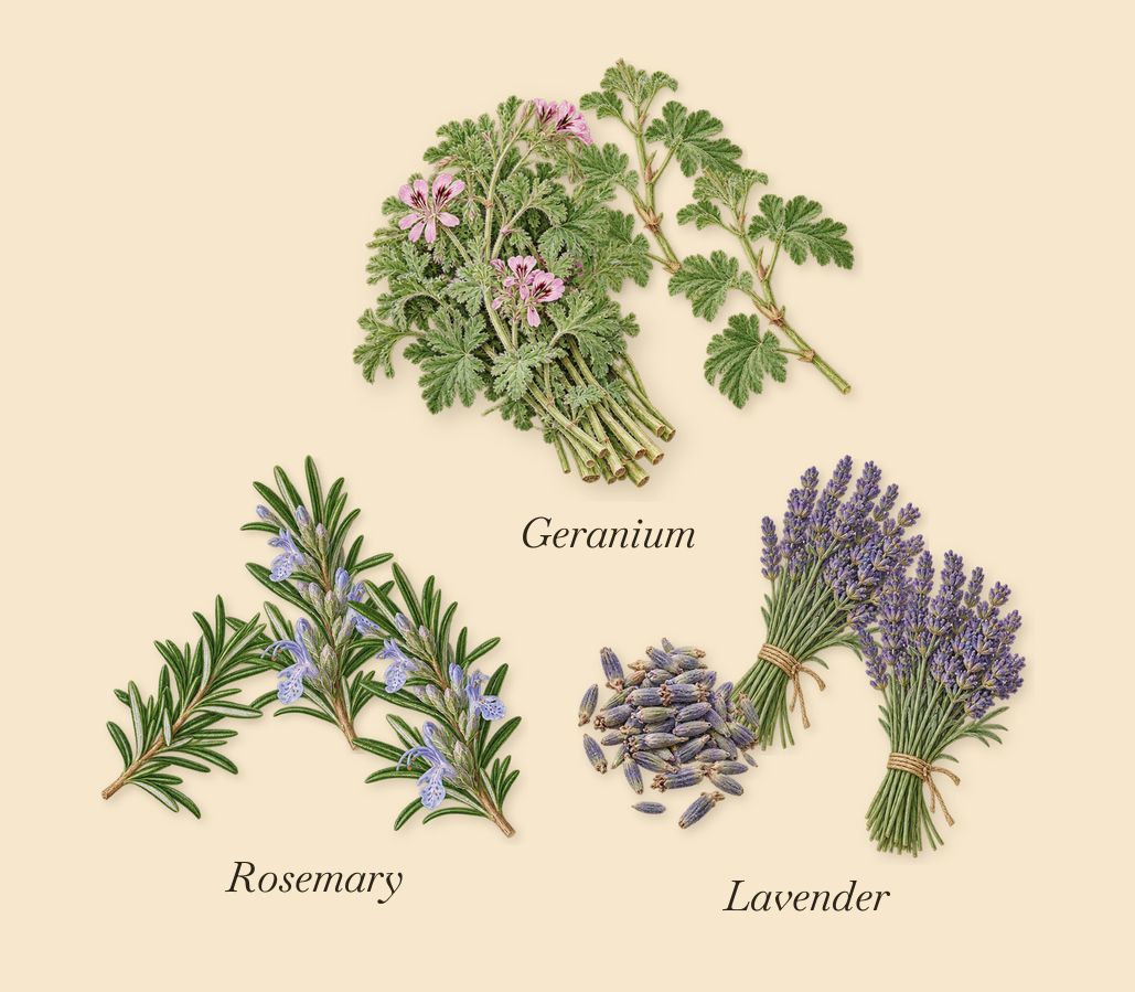 Crazy Basil, as it settles: Geranium, Lavender, Rosemary
