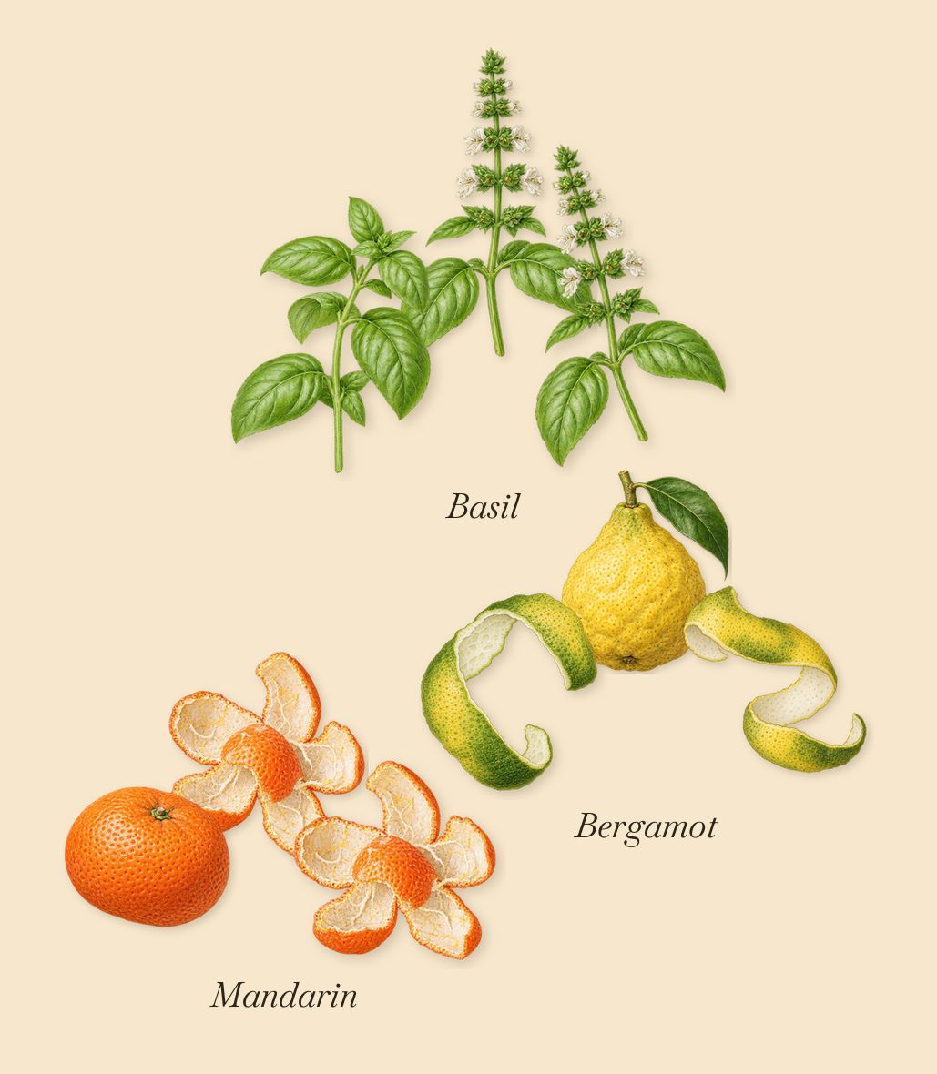 Crazy Basil, when you spray it: Basil, Bergamot, Mandarin