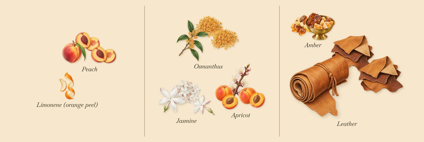 Fleur du Mal’s scent picture, a draft: peach, osmanthus, jasmine, leather, amber, apricot drawn so far; dashed outlines where nothing is drawn yet