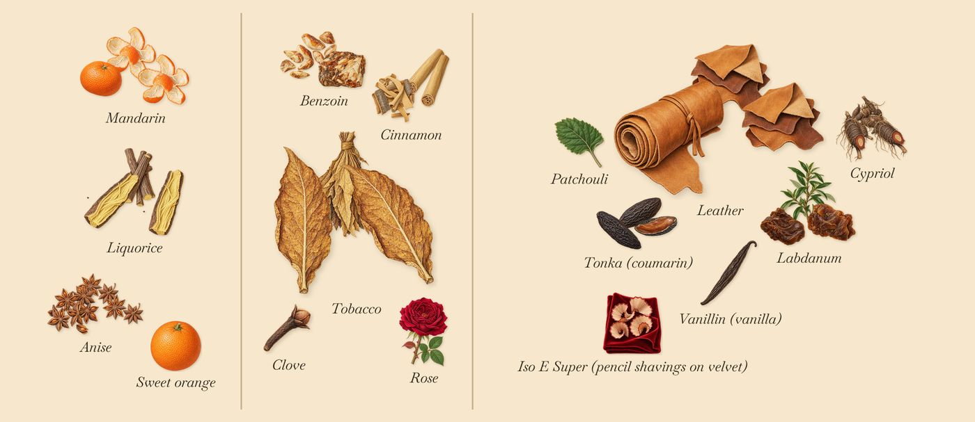 Havana Gold’s scent picture, a draft: mandarin, liquorice, anise, cinnamon, tobacco, benzoin drawn so far; dashed outlines where nothing is drawn yet