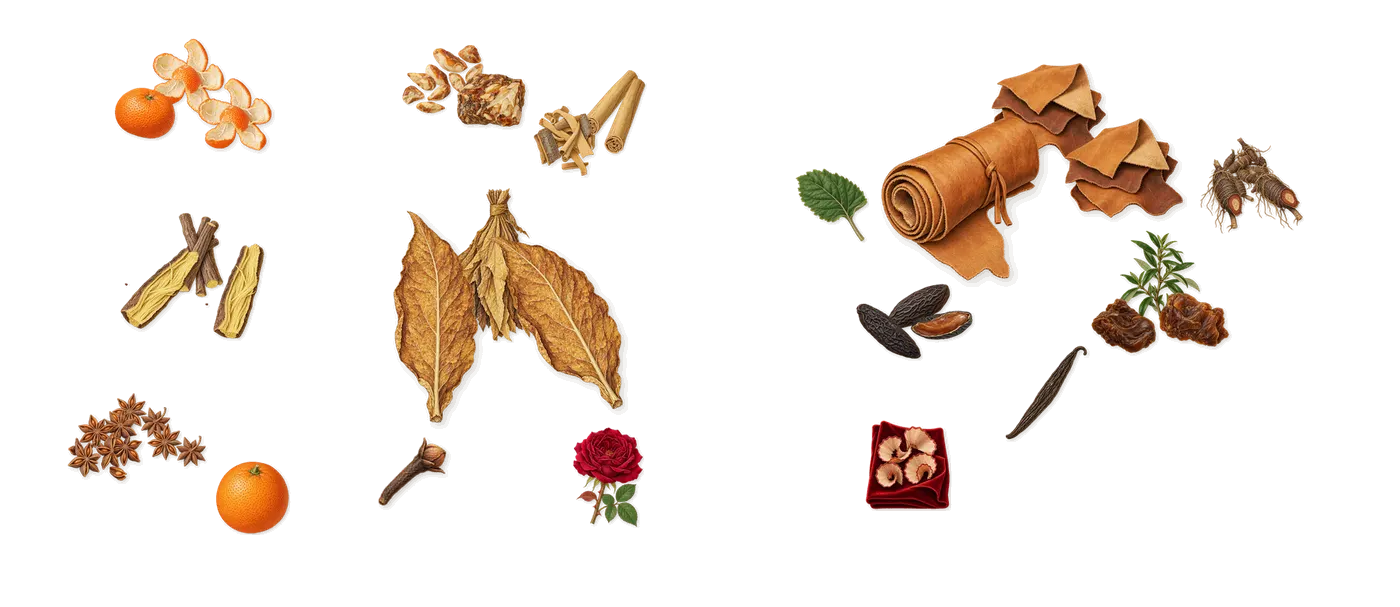Havana Gold’s scent picture, a draft: mandarin, liquorice, anise, cinnamon, tobacco, benzoin drawn so far; dashed outlines where nothing is drawn yet