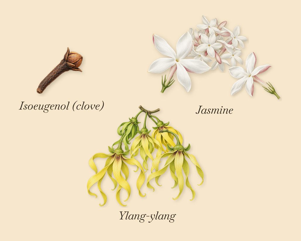 Jardin de l'Orangerie, as it settles: Jasmine, Ylang-ylang, Isoeugenol (clove)
