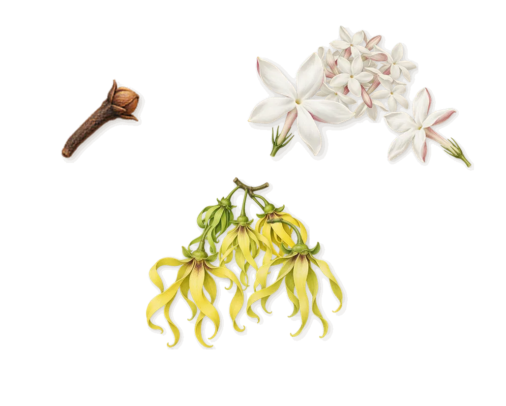 Jardin de l'Orangerie, as it settles: Jasmine, Ylang-ylang, Isoeugenol (clove)
