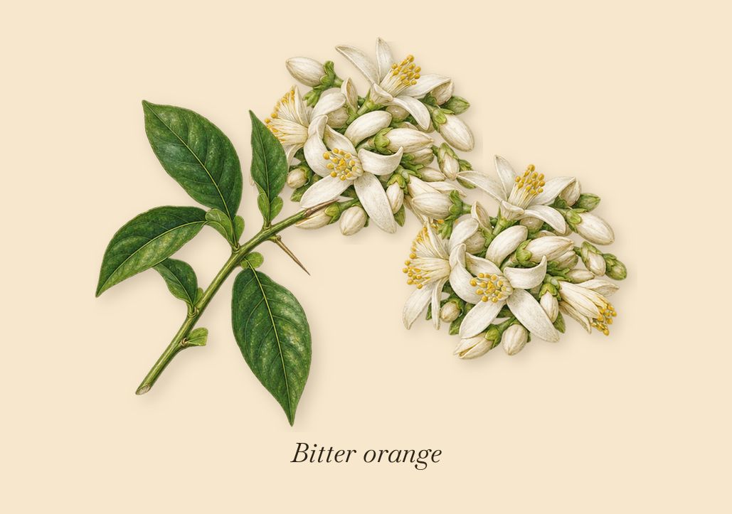 Jardin de l'Orangerie, when you spray it: Bitter orange