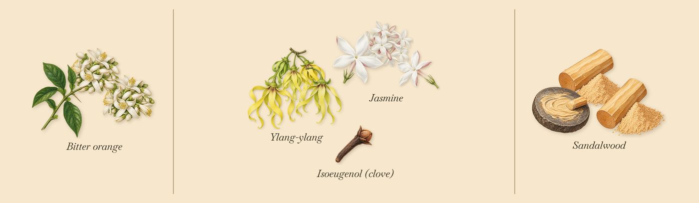 Jardin de l'Orangerie’s scent picture, a draft: bitter orange, jasmine, ylang-ylang, sandalwood, isoeugenol (clove) drawn so far; dashed outlines where nothing is drawn yet
