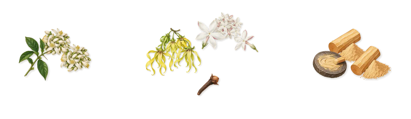 Jardin de l'Orangerie’s scent picture, a draft: bitter orange, jasmine, ylang-ylang, sandalwood, isoeugenol (clove) drawn so far; dashed outlines where nothing is drawn yet