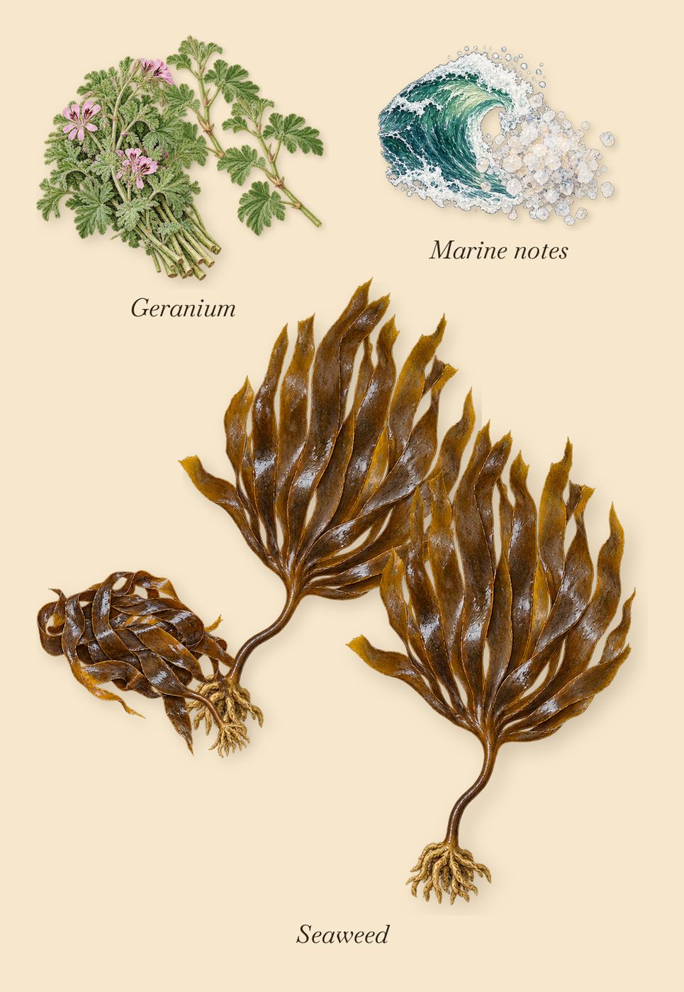 Mystic Moss, as it settles: Seaweed, Geranium, Marine notes
