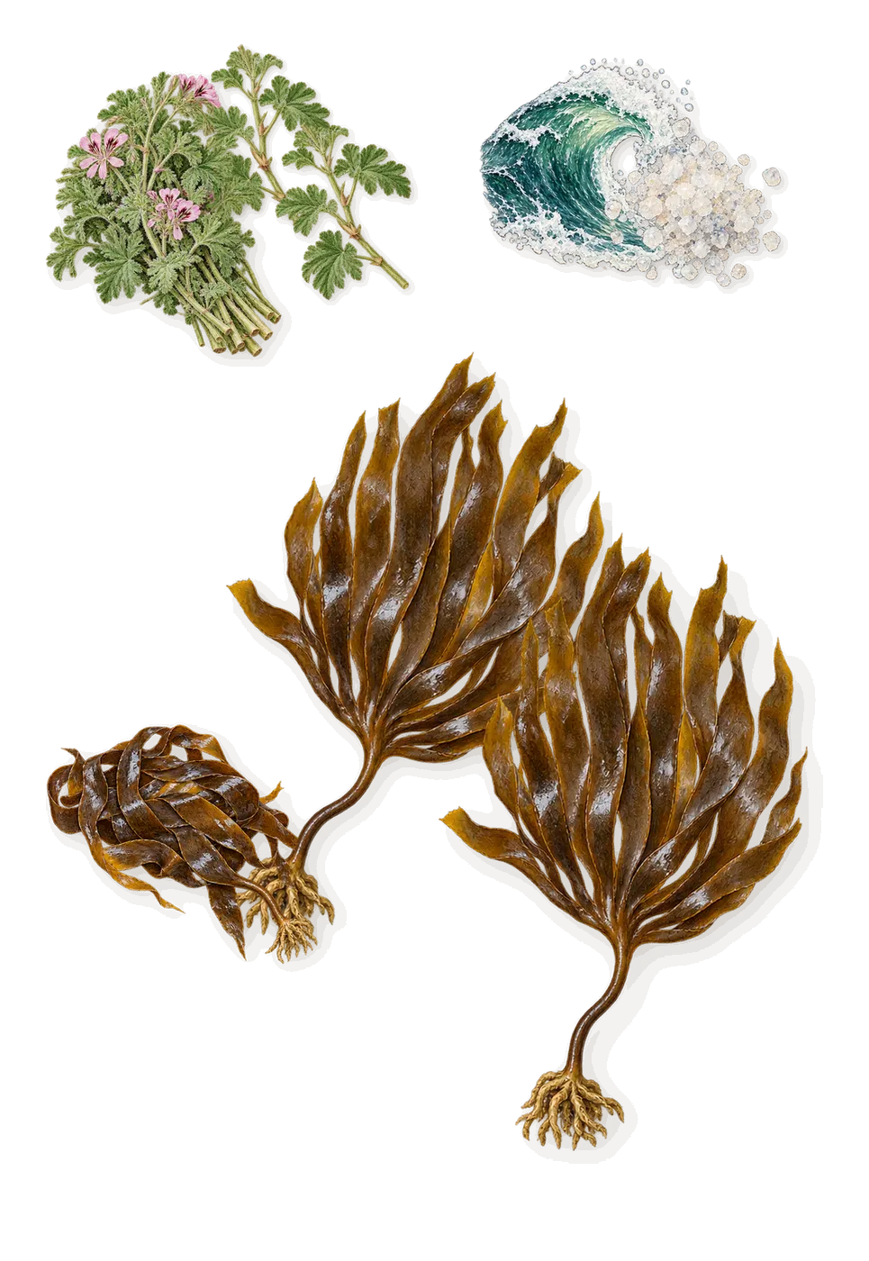 Mystic Moss, as it settles: Seaweed, Geranium, Marine notes