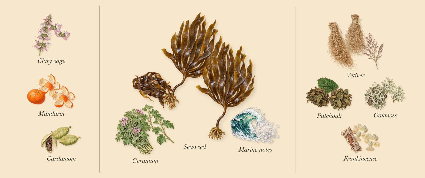 Mystic Moss’s scent picture, a draft: mandarin, clary sage, cardamom, seaweed, geranium, oakmoss drawn so far; dashed outlines where nothing is drawn yet