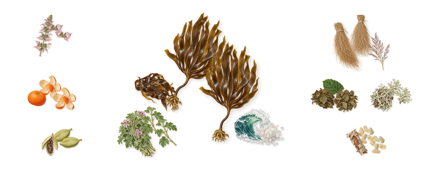 Mystic Moss’s scent picture, a draft: mandarin, clary sage, cardamom, seaweed, geranium, oakmoss drawn so far; dashed outlines where nothing is drawn yet