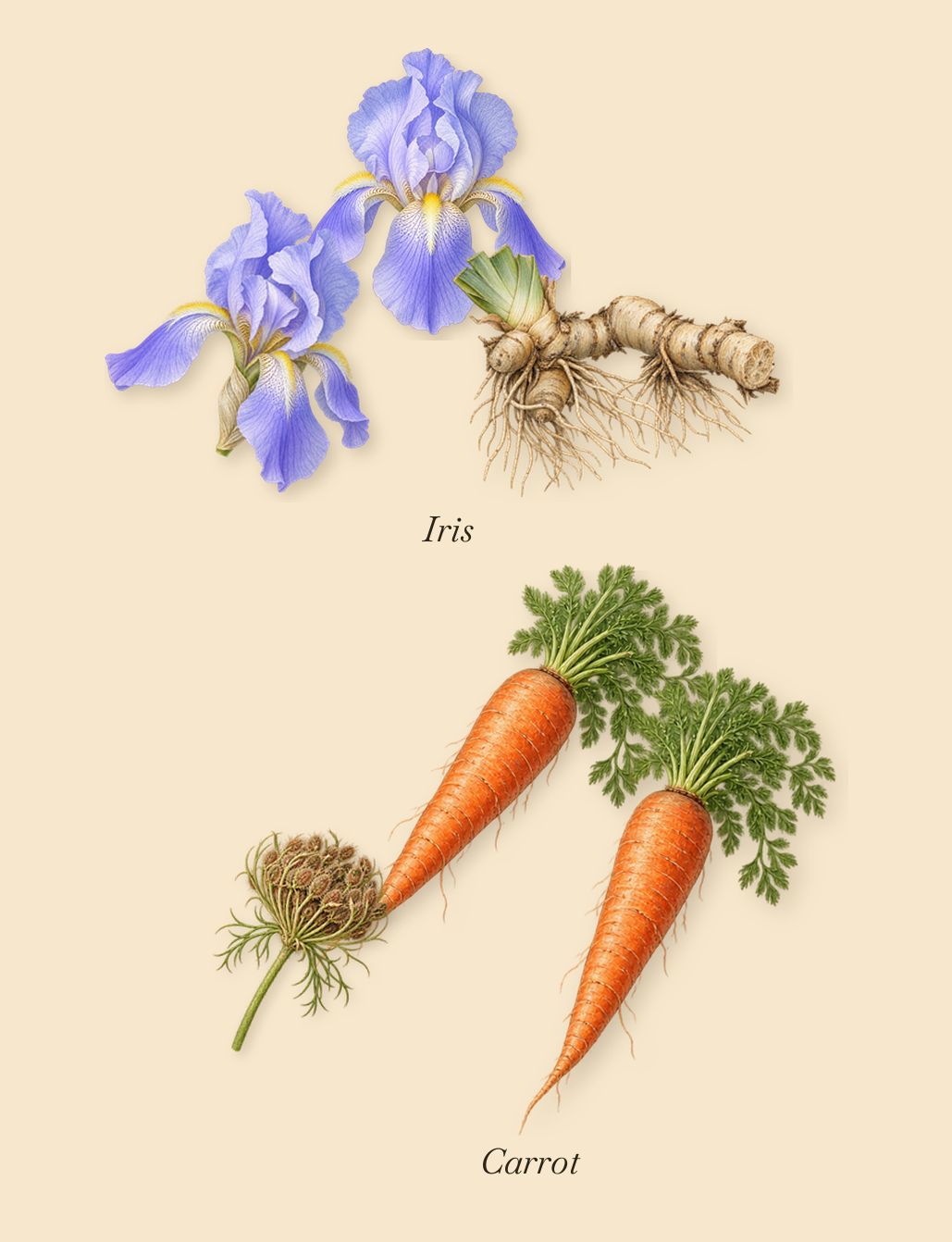 Neon Garden, as it settles: Carrot, Iris