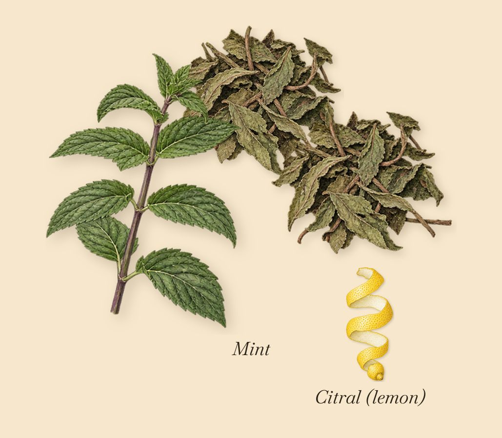 Neon Garden, when you spray it: Mint, Citral (lemon)