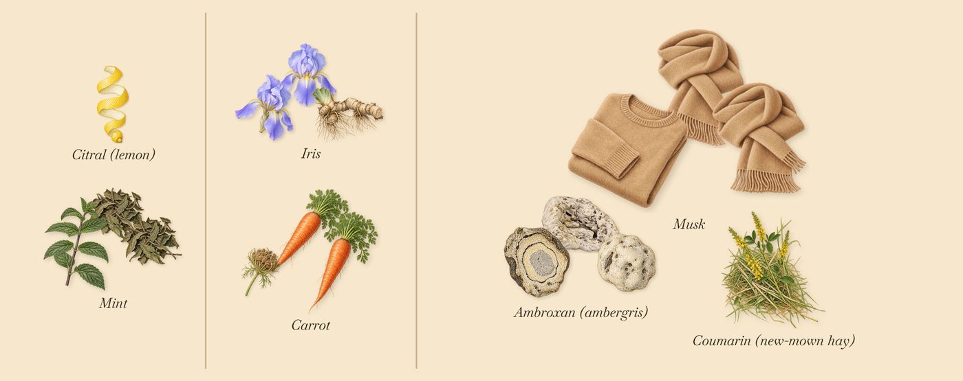 Neon Garden’s scent picture, a draft: mint, carrot, iris, musk, ambroxan (ambergris), coumarin (new-mown hay) drawn so far; dashed outlines where nothing is drawn yet