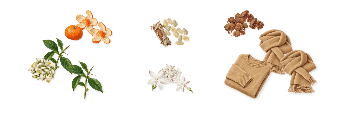 Orange Smoke’s scent picture, a draft: mandarin, petitgrain, jasmine, frankincense, myrrh, musks drawn so far; dashed outlines where nothing is drawn yet