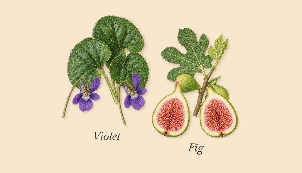 Santal Greenery, as it settles: Violet, Fig
