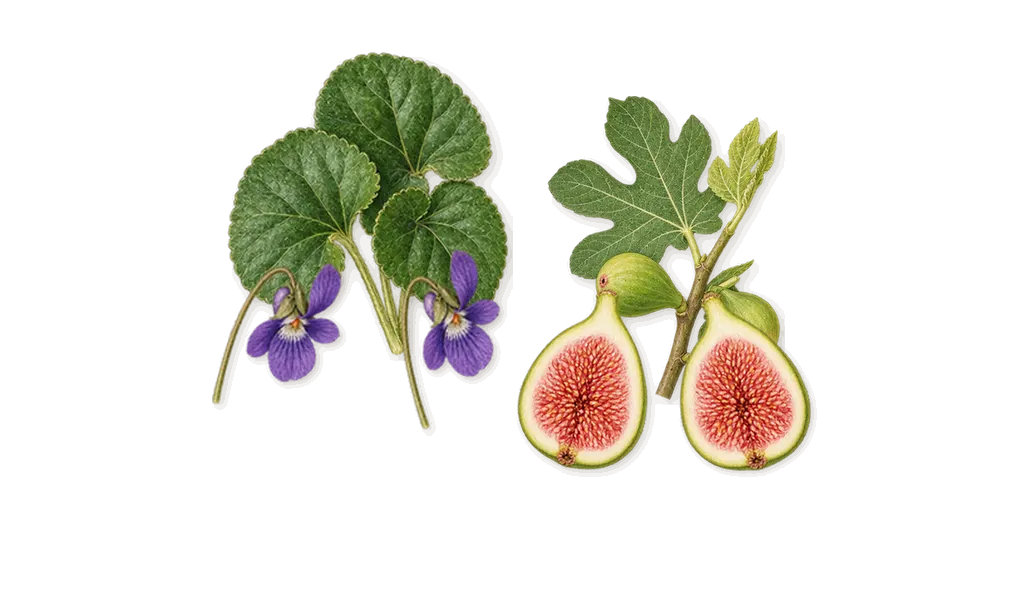 Santal Greenery, as it settles: Violet, Fig