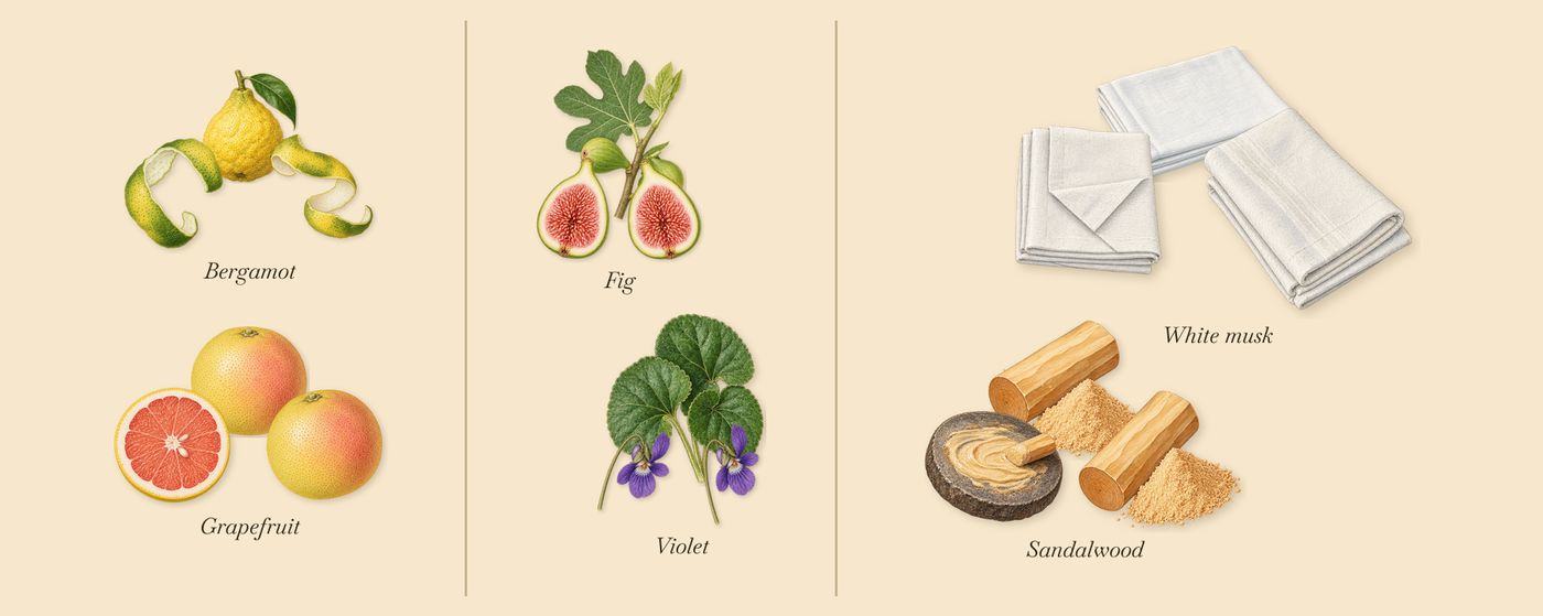 Santal Greenery’s scent picture, a draft: bergamot, grapefruit, violet, fig, sandalwood, white musk drawn so far; dashed outlines where nothing is drawn yet