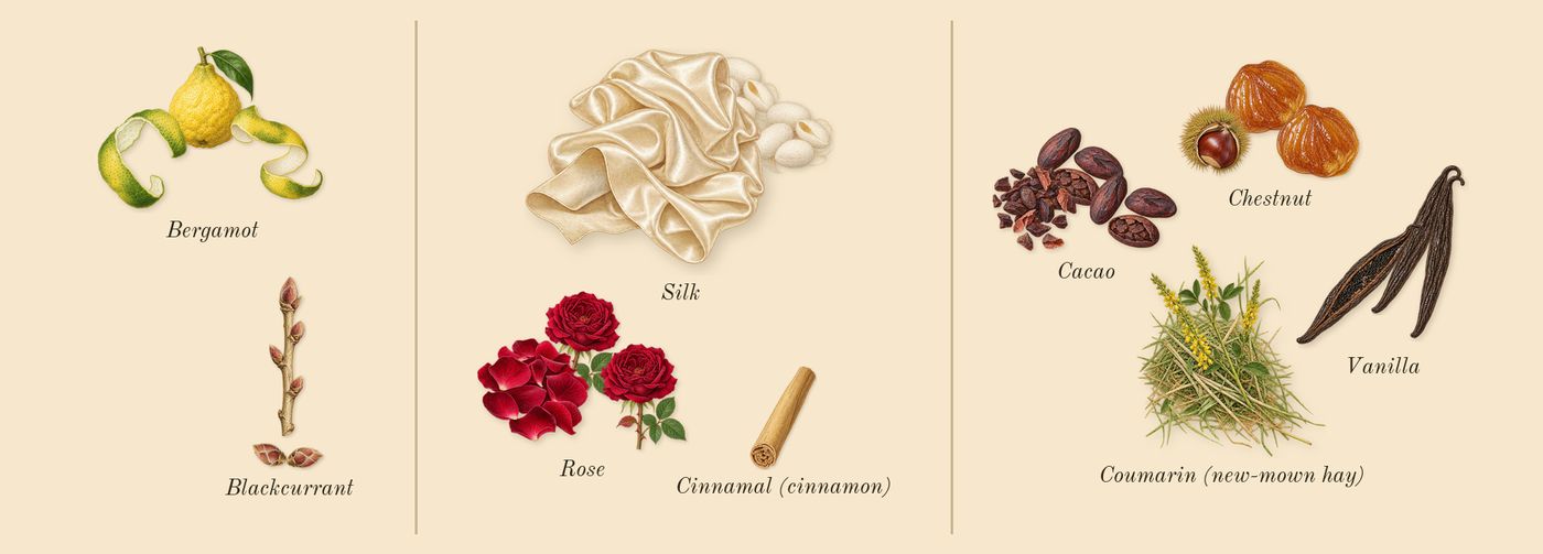Soie Malaquais’s scent picture, a draft: bergamot, blackcurrant, rose, silk, chestnut, cacao drawn so far; dashed outlines where nothing is drawn yet