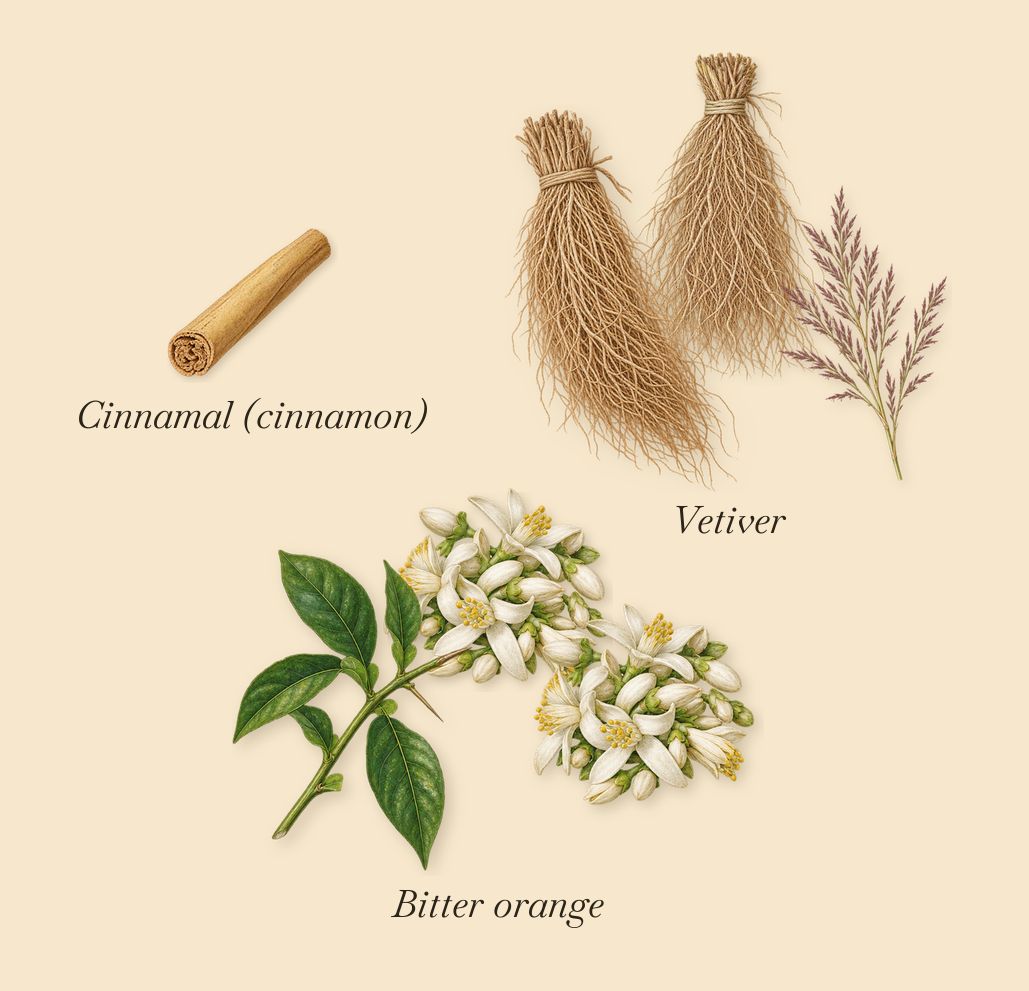Sur Ma Peau, as it settles: Bitter orange, Vetiver, Cinnamal (cinnamon)
