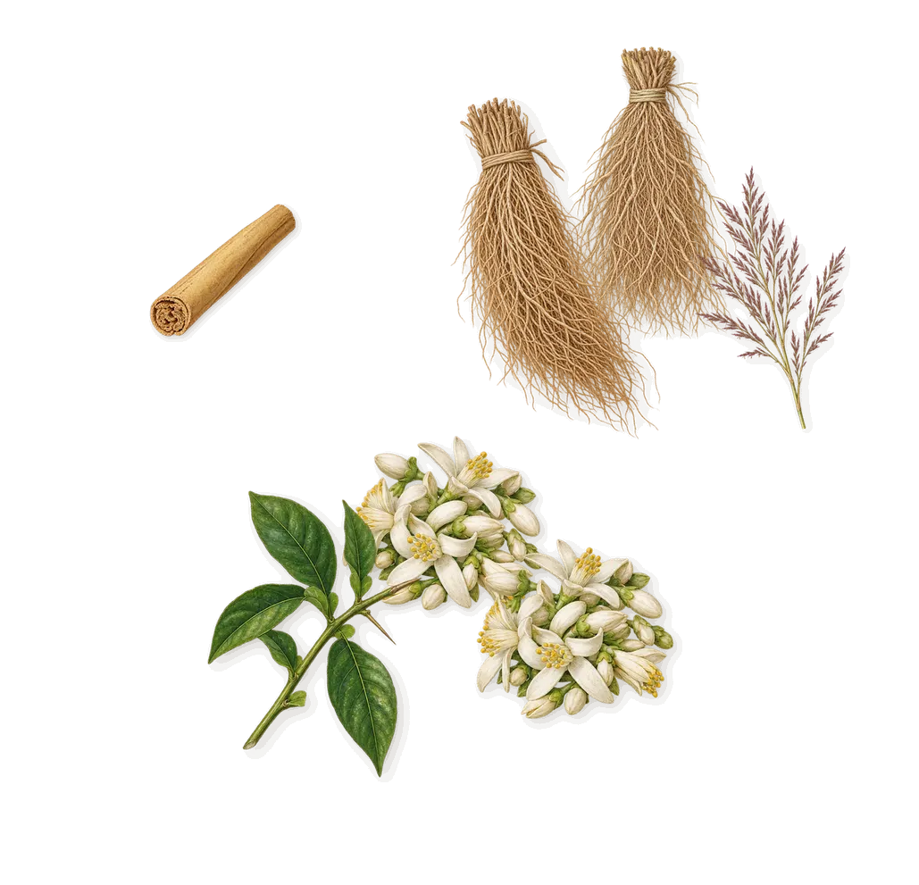 Sur Ma Peau, as it settles: Bitter orange, Vetiver, Cinnamal (cinnamon)