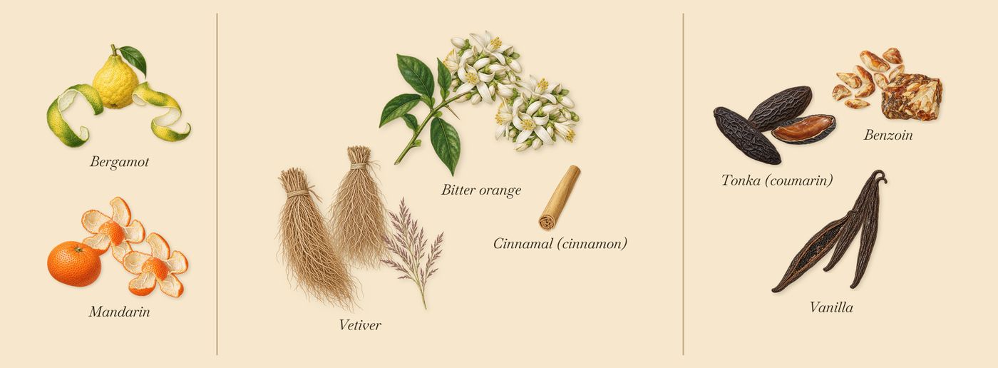 Sur Ma Peau’s scent picture, a draft: bergamot, mandarin, bitter orange, vetiver, vanilla, tonka (coumarin) drawn so far; dashed outlines where nothing is drawn yet