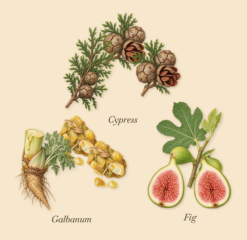 Vanille Camouflage, when you spray it: Galbanum, Cypress, Fig