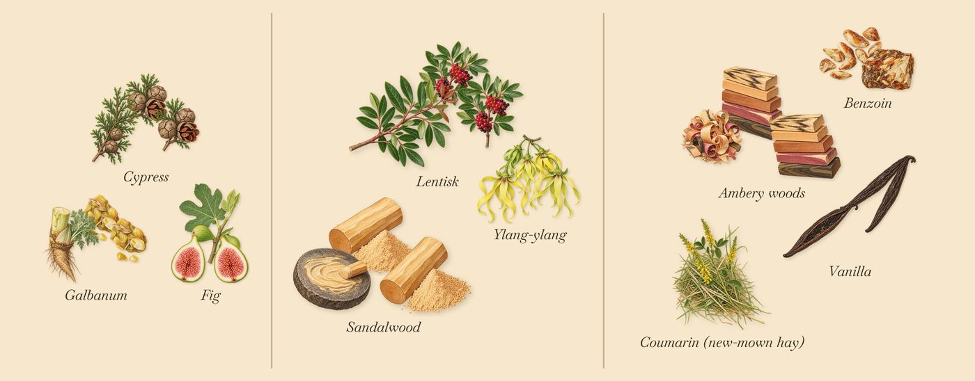 Vanille Camouflage’s scent picture, a draft: galbanum, cypress, fig, lentisk, ylang-ylang, sandalwood drawn so far; dashed outlines where nothing is drawn yet