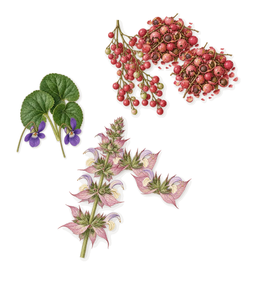 Velvet Violet, when you spray it: Pink pepper, Violet, Clary sage