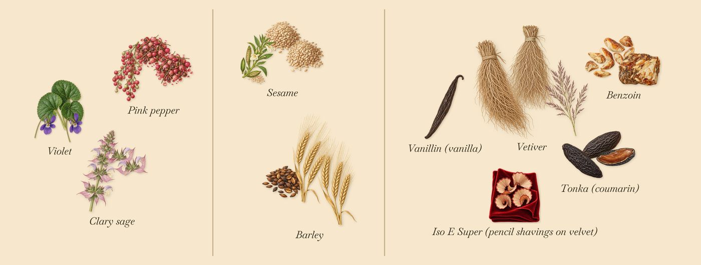 Velvet Violet’s scent picture, a draft: pink pepper, violet, clary sage, sesame, barley, tonka (coumarin) drawn so far; dashed outlines where nothing is drawn yet