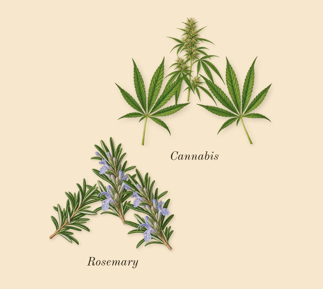 Voodoo Chile, top notes: Cannabis, Rosemary