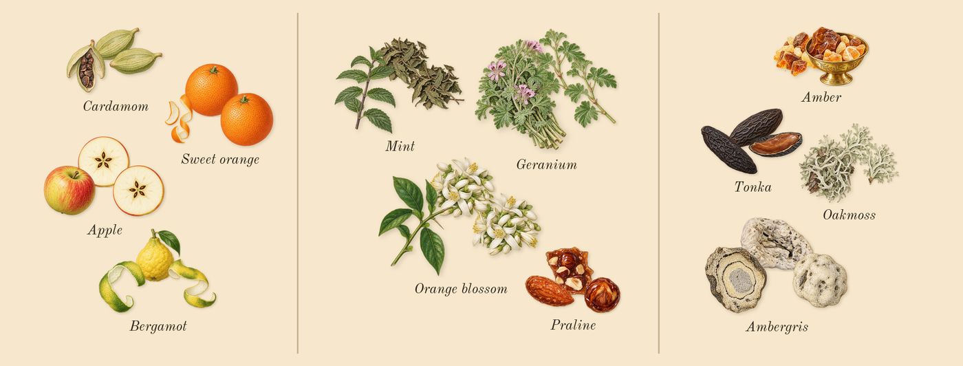 Nitro Elixir’s scent picture, a draft: bergamot, apple, sweet orange, cardamom, geranium, mint drawn so far; dashed outlines where nothing is drawn yet