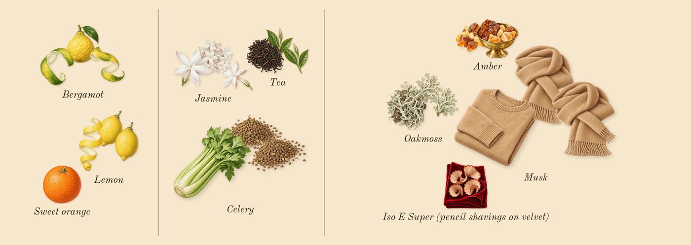 Green Tea’s scent picture, a draft: bergamot, lemon, tea, jasmine, celery, amber drawn so far; dashed outlines where nothing is drawn yet