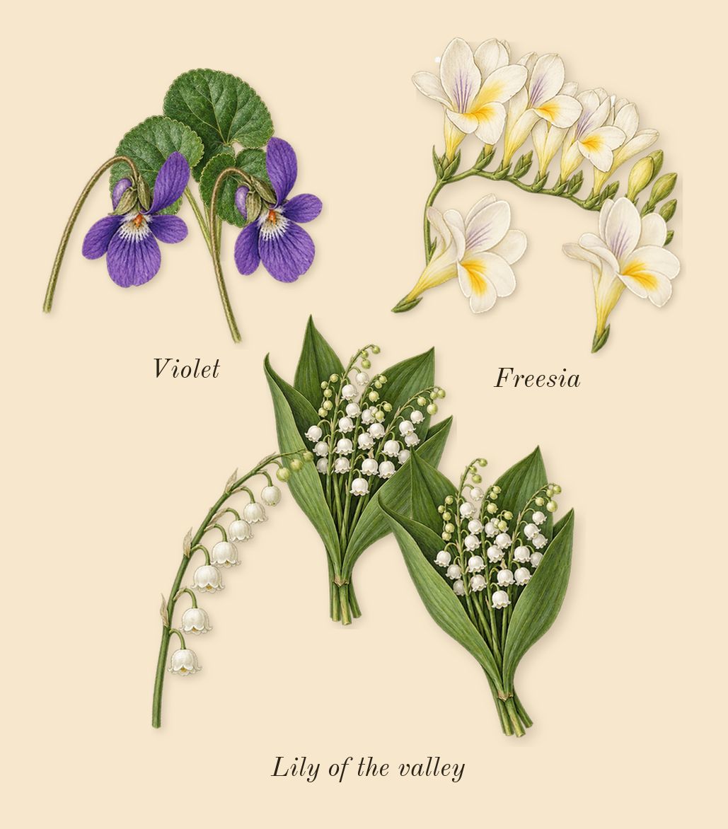 Red Door, top notes: Lily of the valley, Freesia, Violet