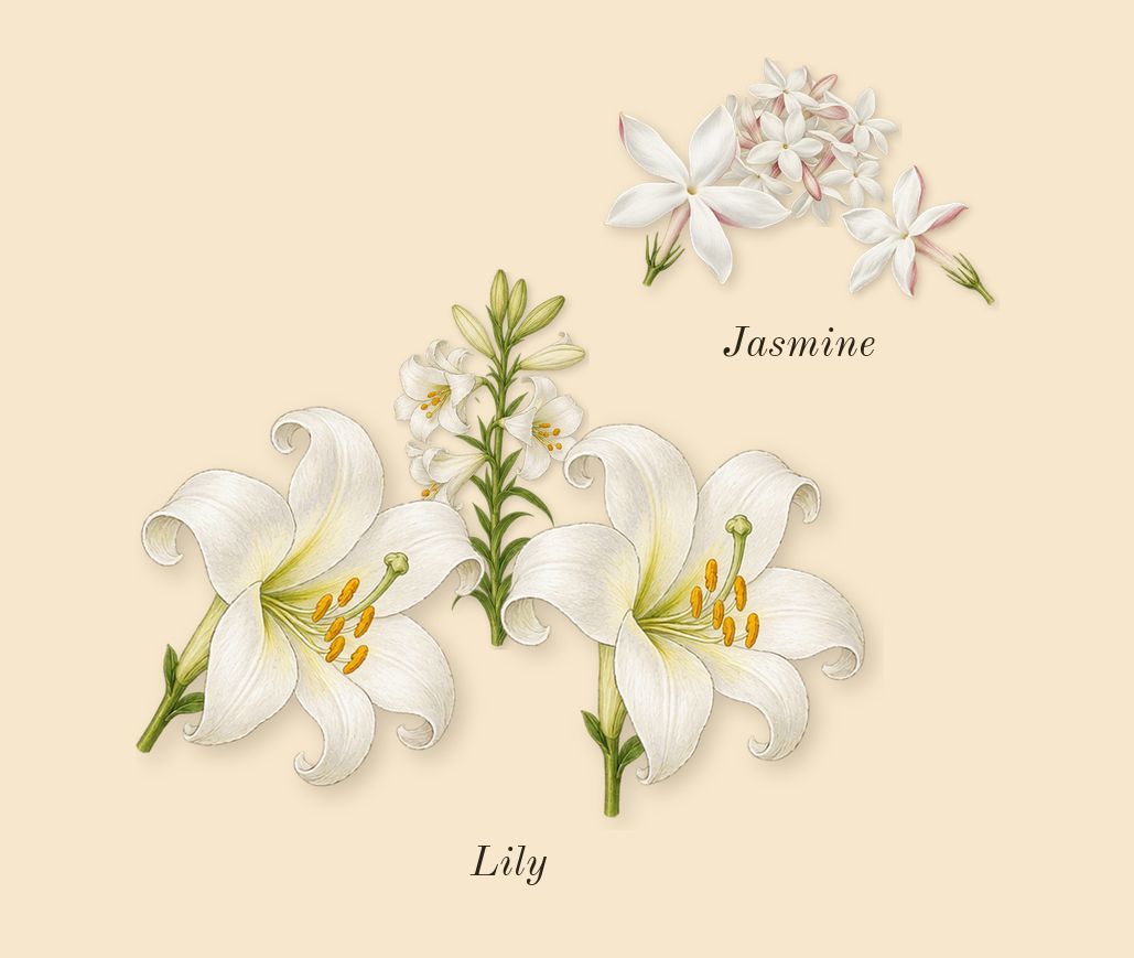 White Diamonds, heart: Lily, Jasmine