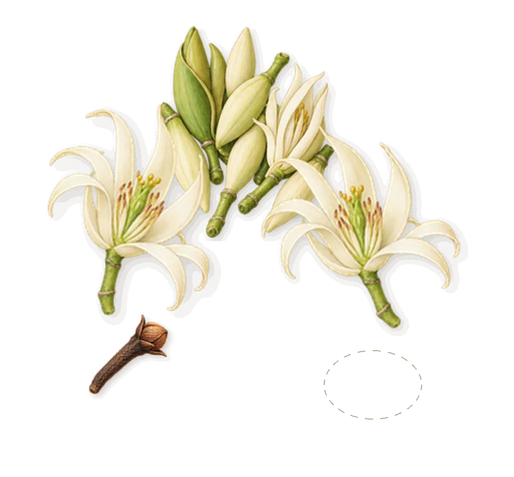 Salt, as it settles: Tahitian tiare, Magnolia, Eugenol (clove)