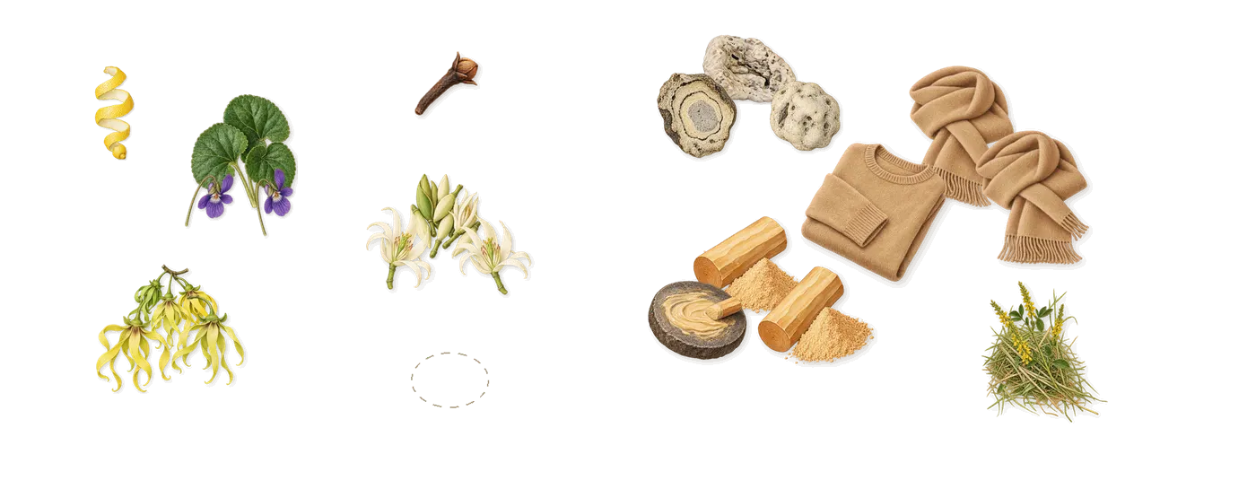 Salt’s scent picture, a draft: ylang-ylang, violet, magnolia, musk, ambergris, sandalwood drawn so far; dashed outlines where nothing is drawn yet