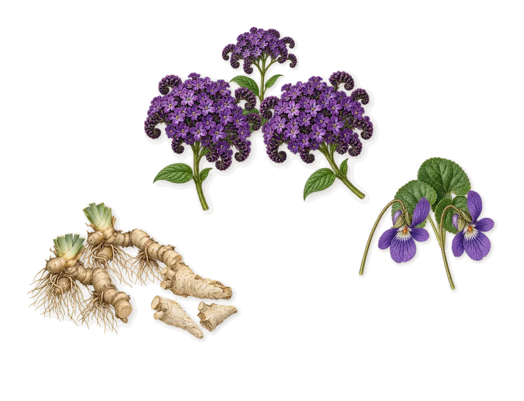 Sweet, as it settles: Violet, Iris, Heliotrope