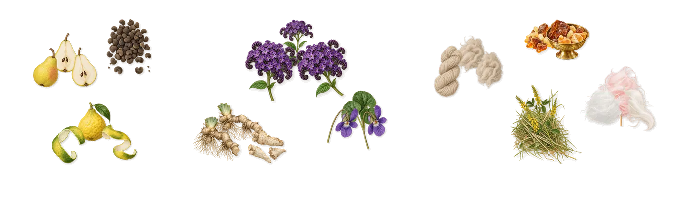 Sweet’s scent picture, a draft: pear, ambrette, bergamot, violet, iris, heliotrope drawn so far; dashed outlines where nothing is drawn yet