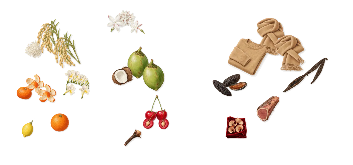 Vanilla Rice’s scent picture, a draft: mandarin, freesia, rice, cherry, coconut, jasmine drawn so far; dashed outlines where nothing is drawn yet