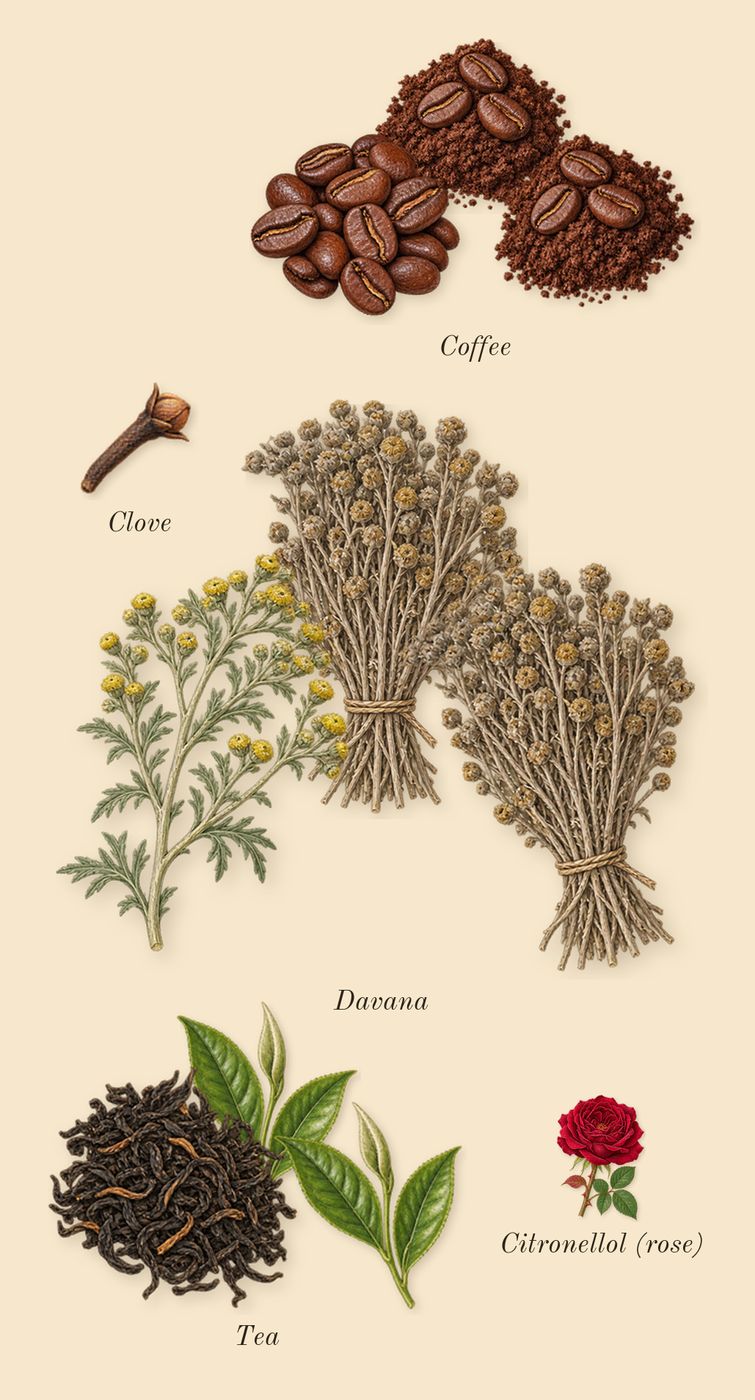 Elsewhere, heart: Tea, Coffee, Davana, Clove, Citronellol (rose)