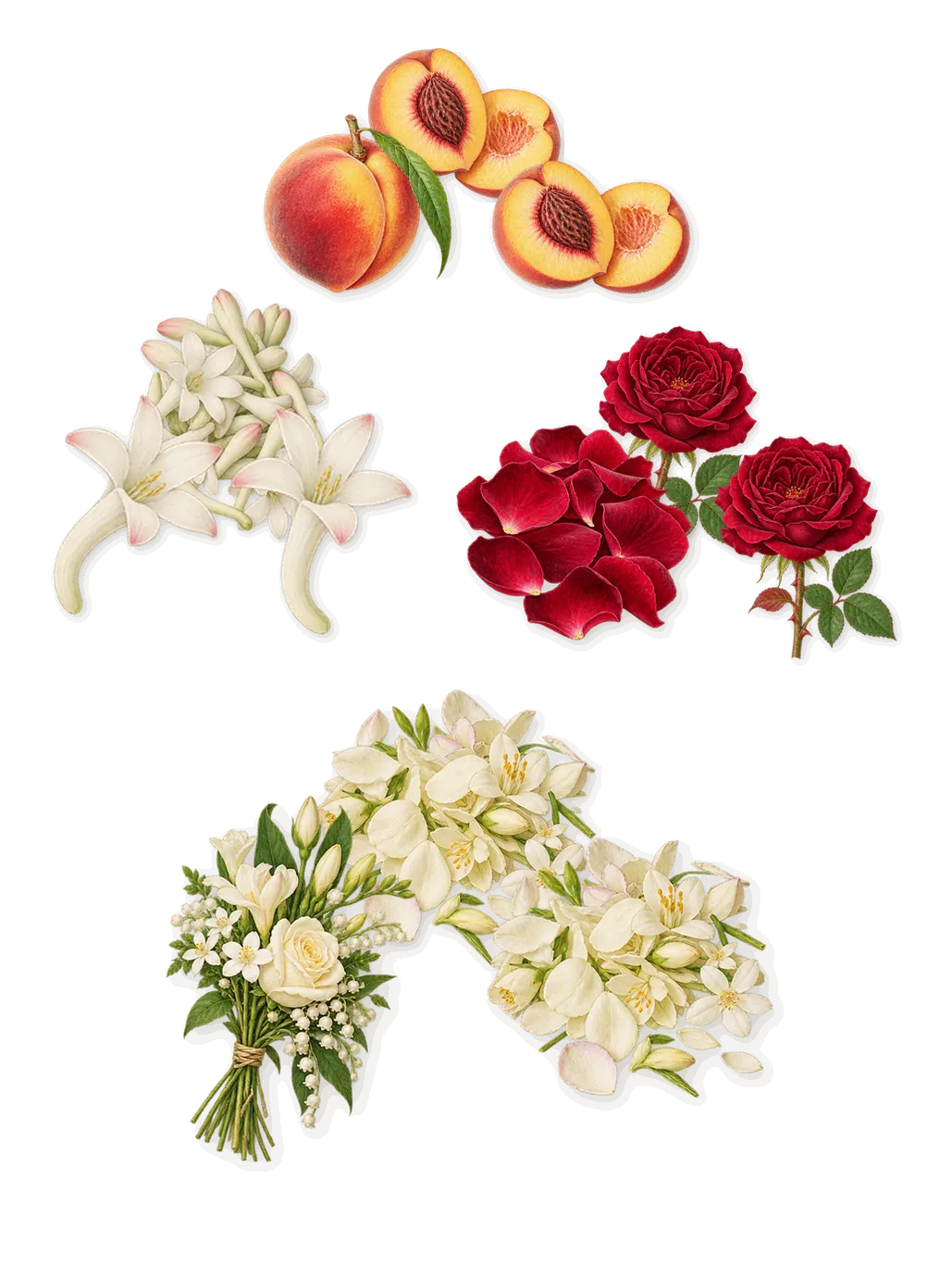 Bathing in a Daydream, as it settles: Rose, Peach, Tuberose, White flowers