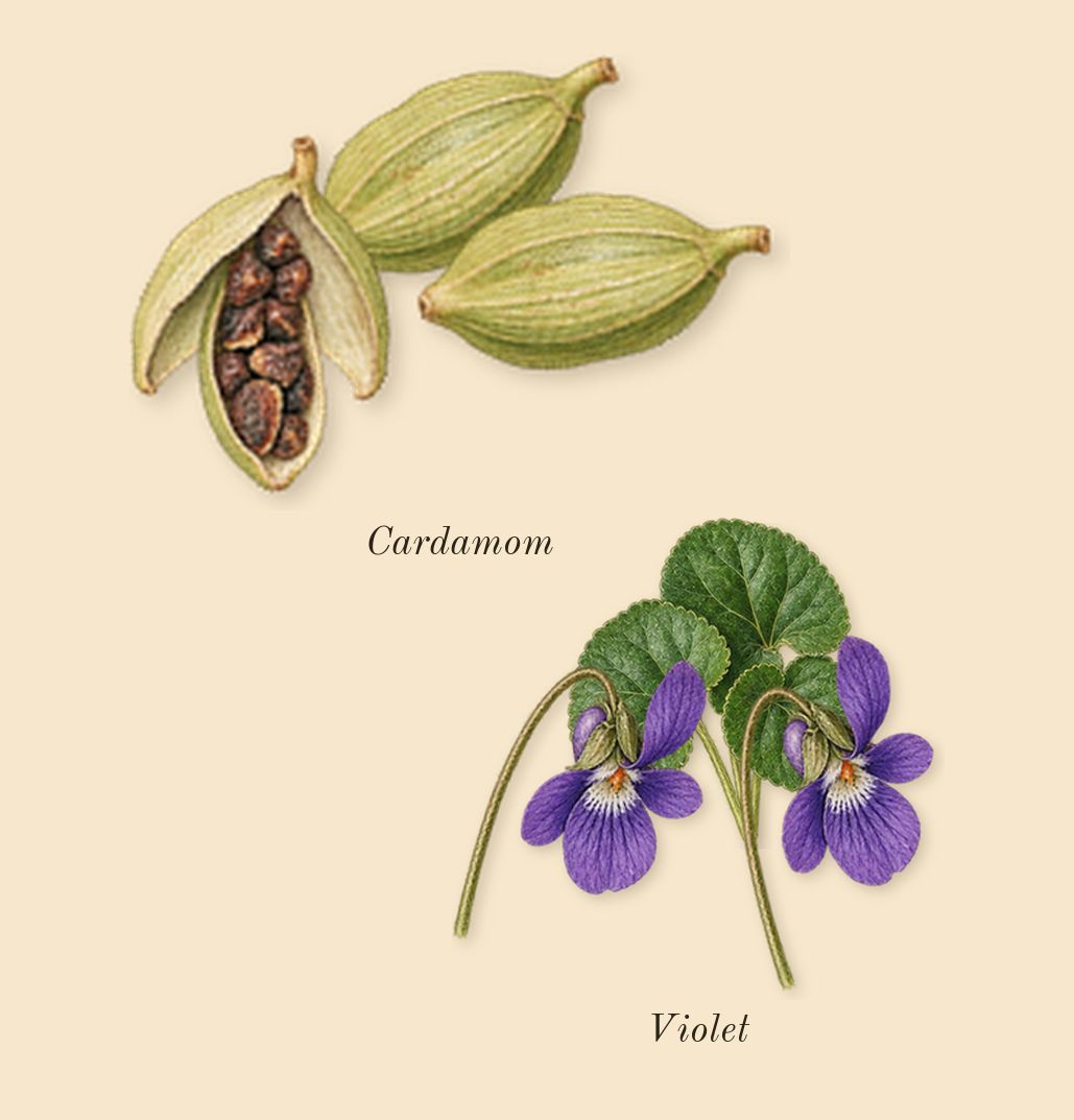 Stallion 53, top notes: Violet, Cardamom